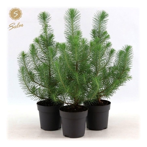 Pinus pinea 'Silver Crest' P10,5