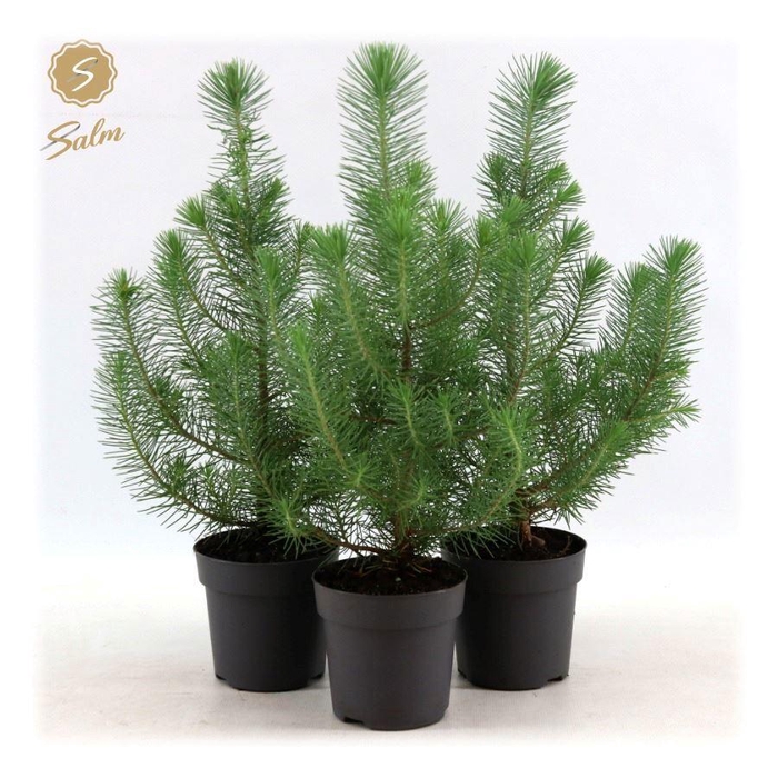<h4>Pinus pinea 'Silver Crest' P10,5</h4>