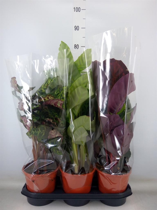 <h4>Calathea   ...mix</h4>