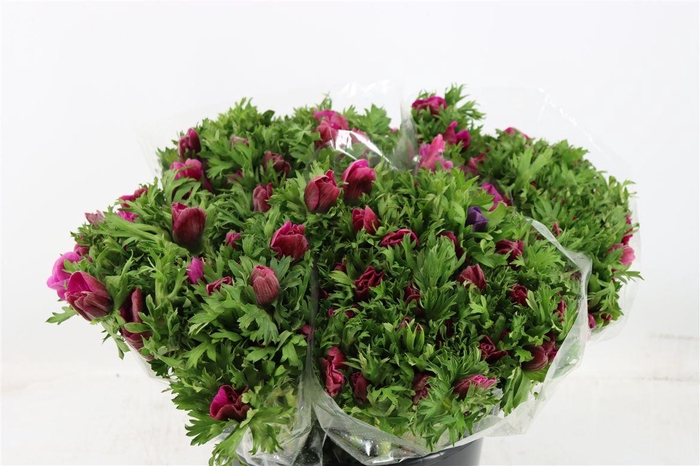 <h4>Anem Marianne Lilac</h4>