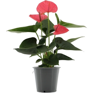 Anthurium Sweet Dream in transparant sleeve