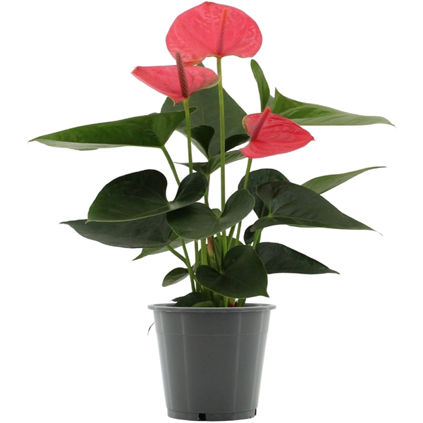 <h4>Anthurium Sweet Dream in transparant sleeve</h4>