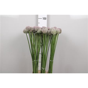 Allium Ampeloprasum