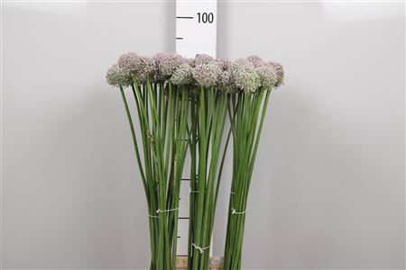 <h4>Allium Ampeloprasum</h4>