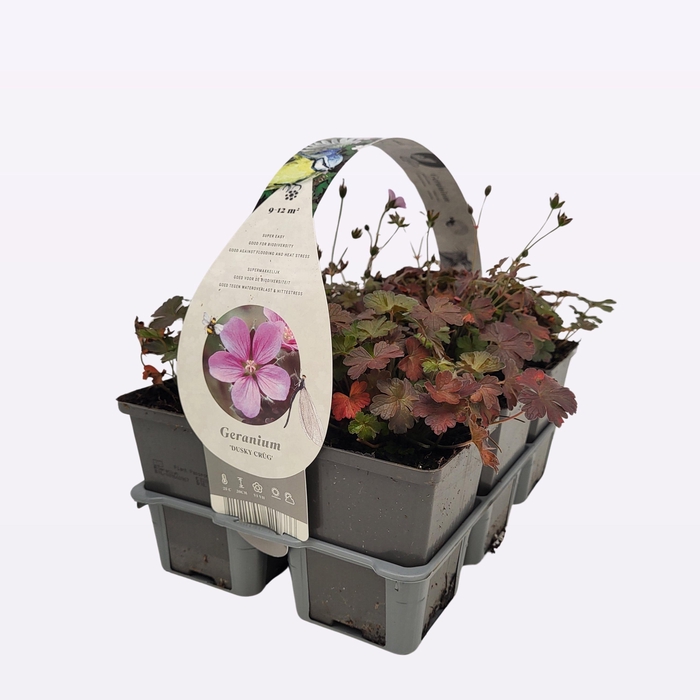 Geranium 'Dusky Crug'
