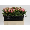 Paeonia Early Flamingo
