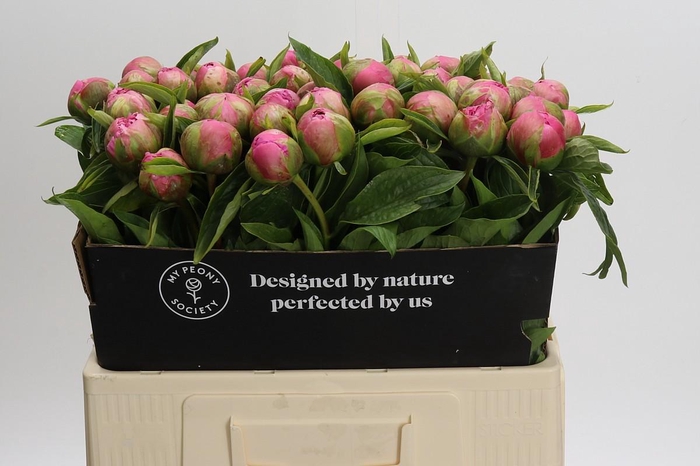 Paeonia Early Flamingo