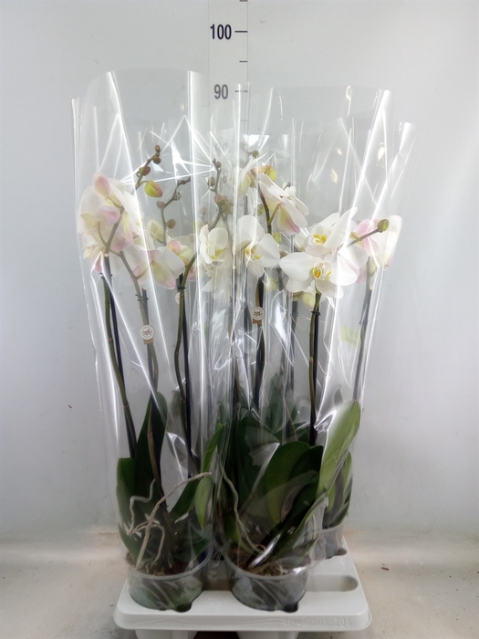 <h4>Phalaenopsis   ...white</h4>