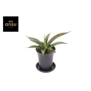 Sansevieria Comet Rocky Mountain in sierpot