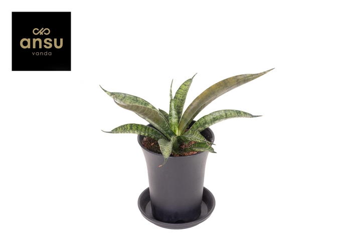 <h4>Sansevieria Comet Rocky Mountain in sierpot</h4>