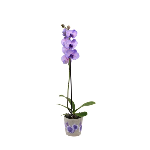 <h4>Fiore Purple Phal I Am Purple Heart 1T9+ (24 uur levertijd)</h4>