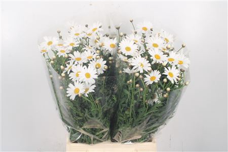 <h4>Margriet White Per Stem X25</h4>