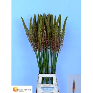EREMURUS CLEOPATRA