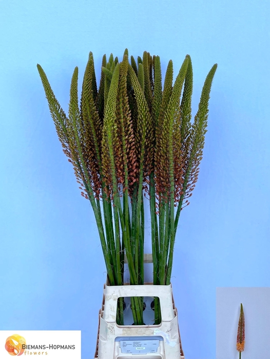 EREMURUS CLEOPATRA