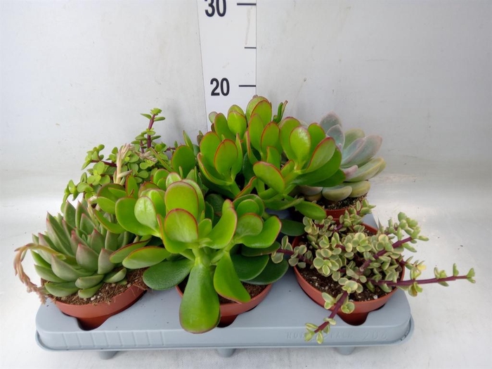 <h4>Succulents   ...</h4>