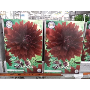 Dahlia   ...flowerbulbs