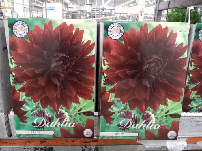 <h4>Dahlia   ...flowerbulbs</h4>