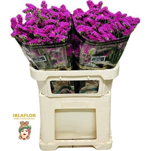 LIM S DARK PINK CHAR