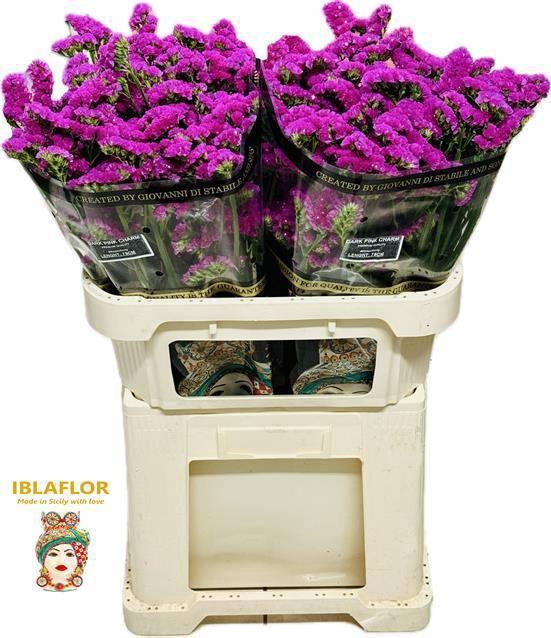 <h4>LIM S DARK PINK CHAR</h4>