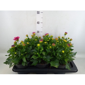 Dahlia  'Hypnotica Candy Corn'