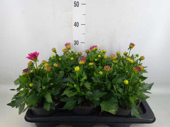 <h4>Dahlia  'Hypnotica Candy Corn'</h4>