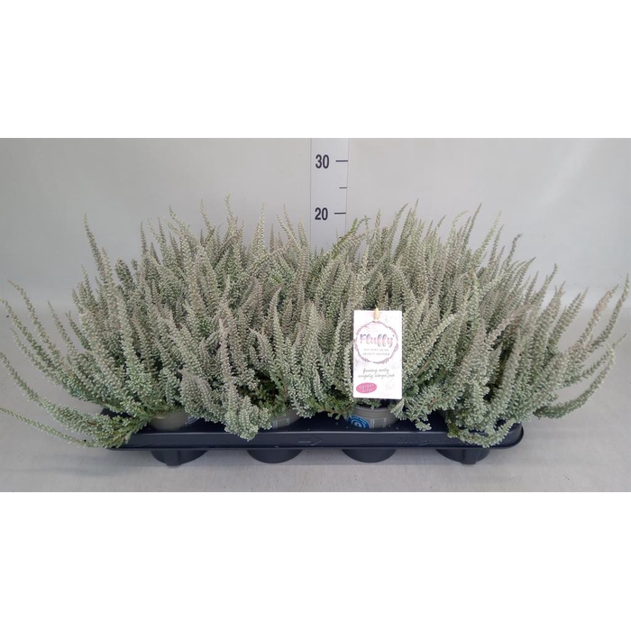 <h4>Calluna vulg. 'Garden G Fluffy'</h4>