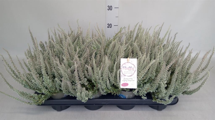 Calluna vulg. 'Garden G Fluffy'