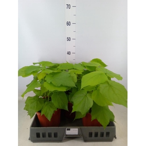 Sparrmannia africana