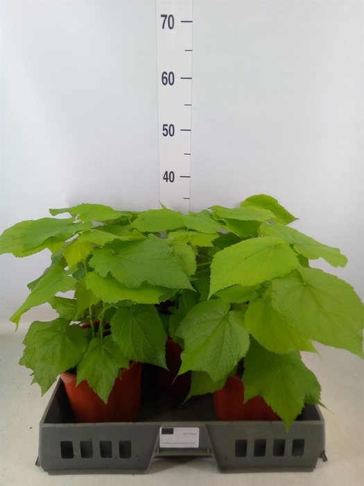 <h4>Sparrmannia africana</h4>