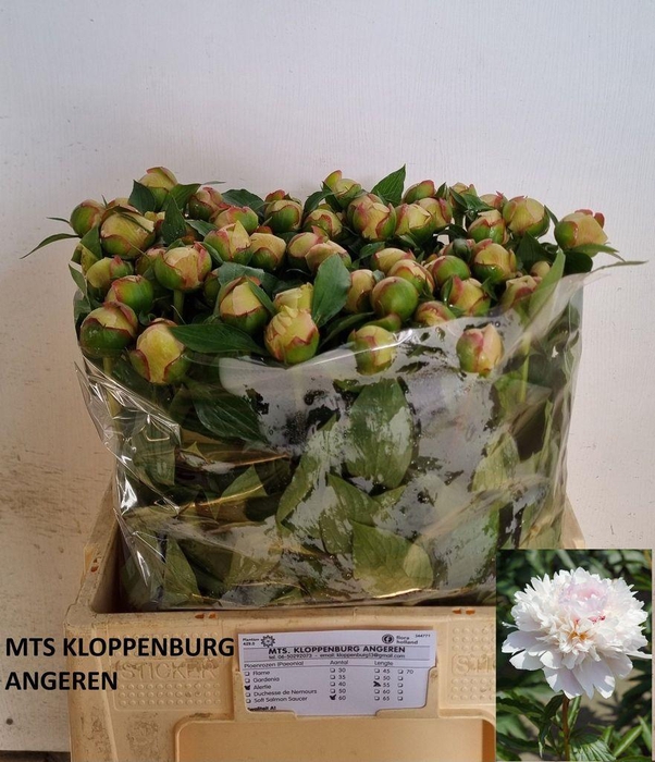 <h4>Paeonia alertie</h4>