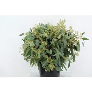 EUC POPULUS BERRY 300GR SUPERDEAL