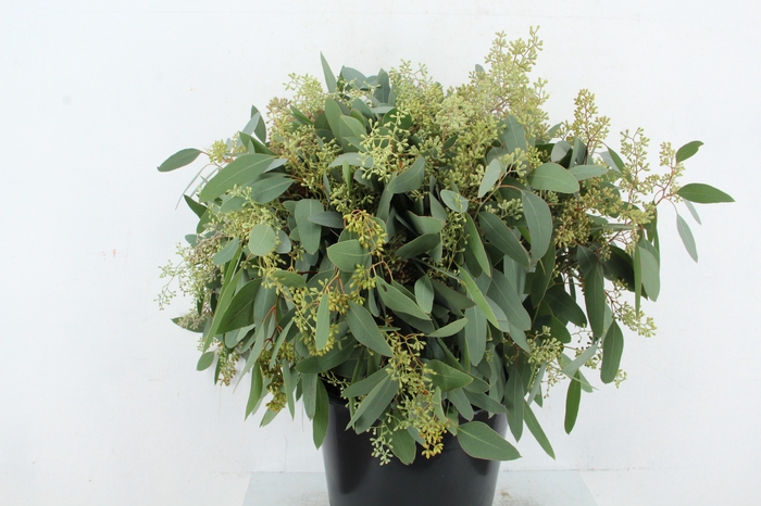 <h4>EUC POPULUS BERRY 300GR SUPERDEAL</h4>