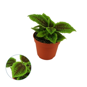 Pilea moon valley 8,5cm