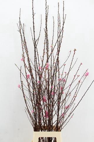 <h4>PRUNUS TRILOBA VERTAKT 140CM</h4>