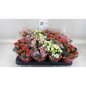 Kalanchoe blos.   ..rosebud mix  5