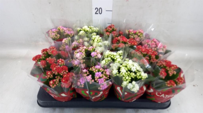 <h4>Kalanchoe blos. ..rosebud mix 5</h4>