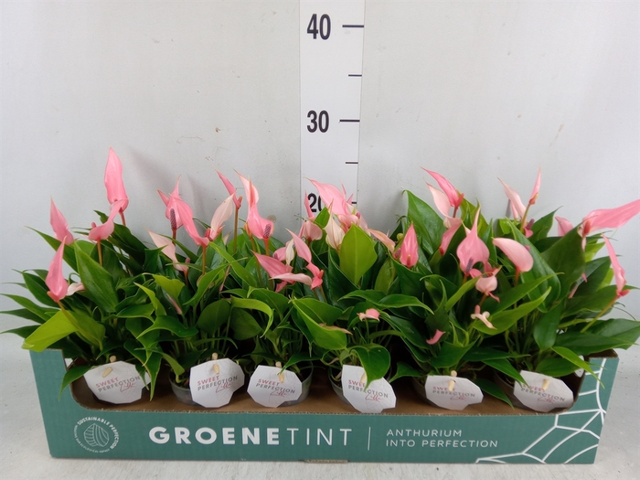 <h4>Anthurium andr. 'Lilli'</h4>