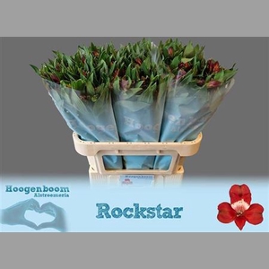 Alstr Rockstar