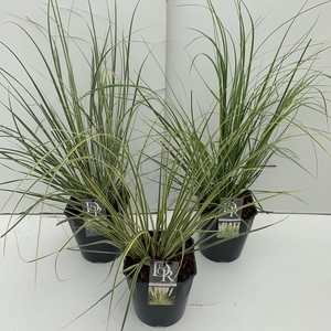 Cortaderia sell. Mini Pampas Mix C5