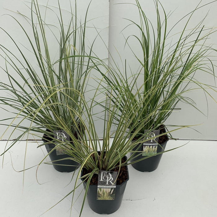 <h4>Cortaderia sell. Mini Pampas Mix C5</h4>