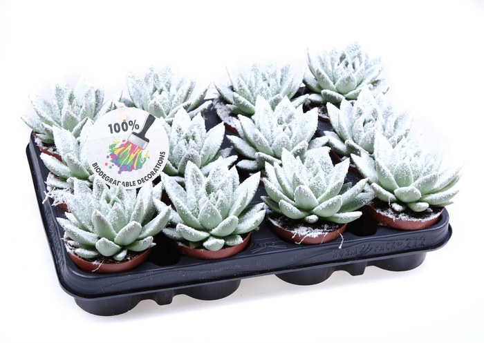 <h4>Echeveria  'Miranda'</h4>