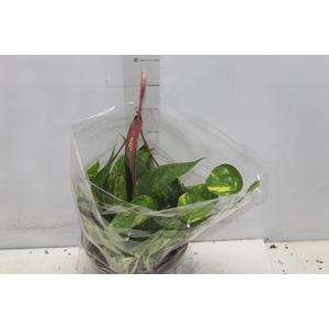 JIBOIA VERDE C21 PENDENTE