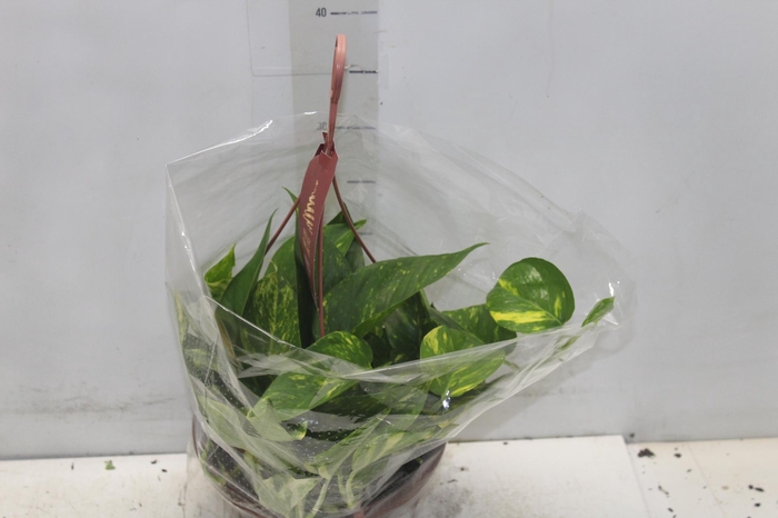 <h4>JIBOIA VERDE C21 PENDENTE</h4>