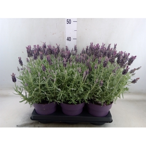 Lavandula stoec. 'Anouk Silver'