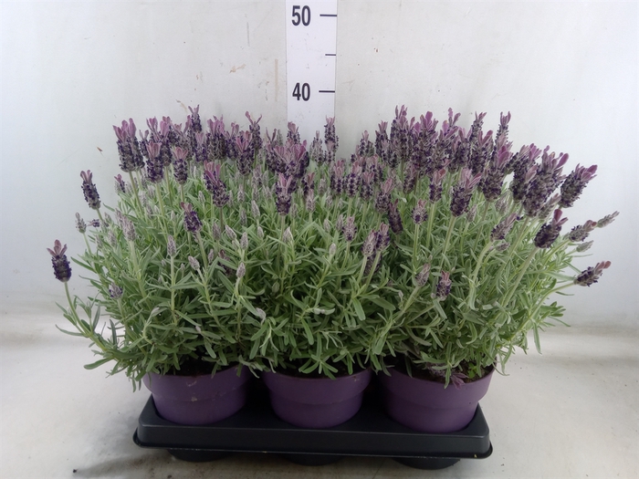 <h4>Lavandula stoec. 'Anouk Silver'</h4>