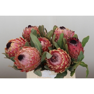 Protea Barbigera Air