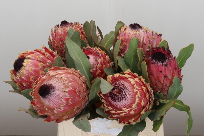 Protea Barbigera Air