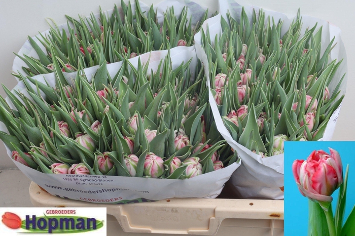 <h4>TU DU FLASH POINT</h4>