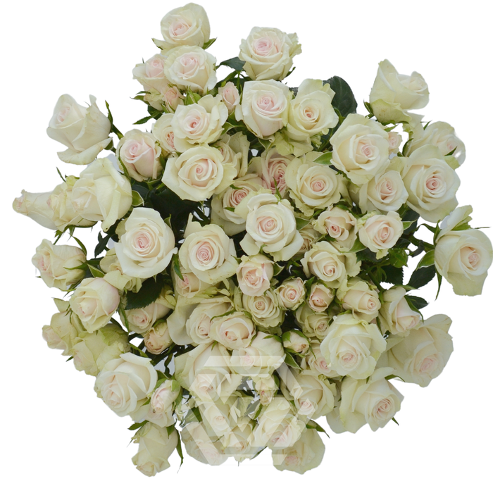 <h4>R TR ROYAL PORCELINA Tessa</h4>