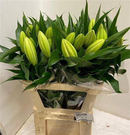 <h4>Li Ot Tisento</h4>